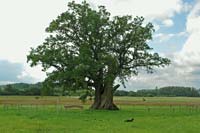 Kanepji oak tree